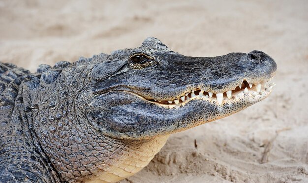 Primo piano dell'alligatore sulla sabbia