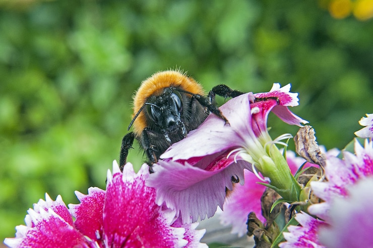 Foto gratuito primo piano dell'ape bombus dahlbomii su un albero in fiore