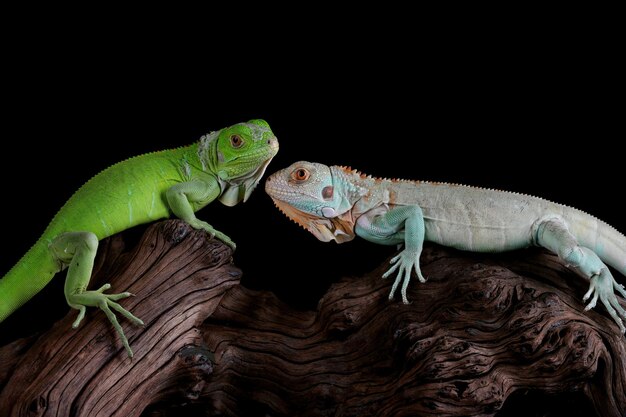 Primo piano dell'iguana blu e verde su legno