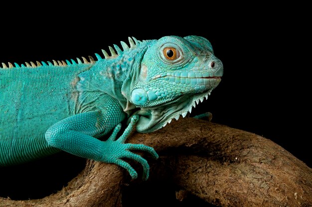 Primo piano dell'iguana blu su legno