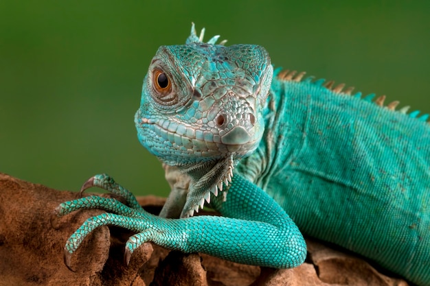 Primo piano dell'iguana blu