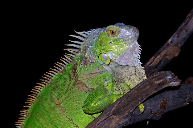 Primo piano dell'iguana verde dal primo piano dell'animale di vista laterale