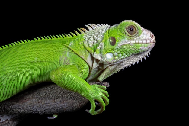 Primo piano dell'iguana verde dal primo piano dell'animale di vista laterale