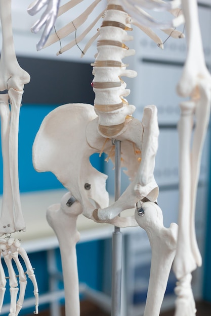 Primo piano dell'osso del bacino umano di uno scheletro anatomico del corpo umano in piedi nell'ufficio vuoto dell'ospedale con nessuno dentro. Sala medica attrezzata con strumentario per osteopatia. Concetto di medicina