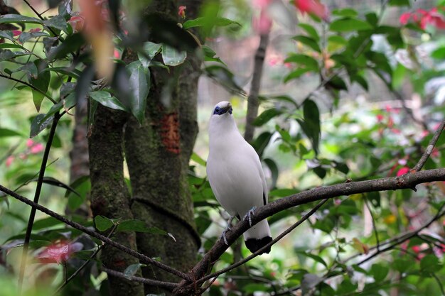 Primo piano dell'uccello bianco sull'albero Uccello di Jalak Bali sul ramo Testa del primo piano dell'uccello di Jalak Bali