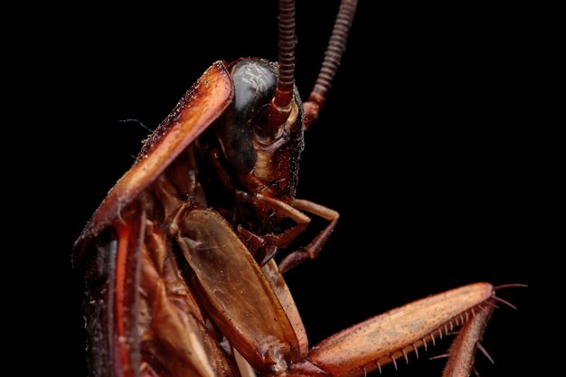 Primo piano della carcassa di scarafaggio su sfondo isolato Primo piano della carcassa di scarafaggio dalla vista laterale