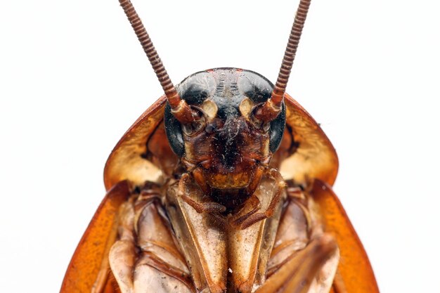 Primo piano della carcassa di scarafaggio su sfondo isolato testa del primo piano della carcassa di scarafaggio