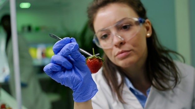 primo piano della donna biologa che prende la fragola con una pinzetta analizzando la mutazione genetica sui frutti