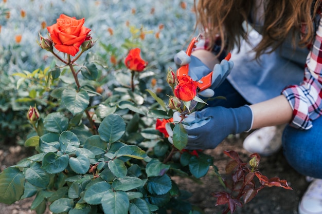 Primo piano della donna che assetta la rosa sulla pianta con le cesoie