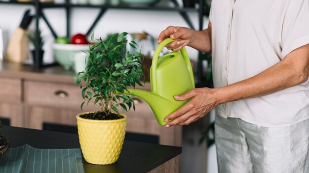 Primo piano della donna senior che innaffia la pianta in vaso sul contatore di cucina