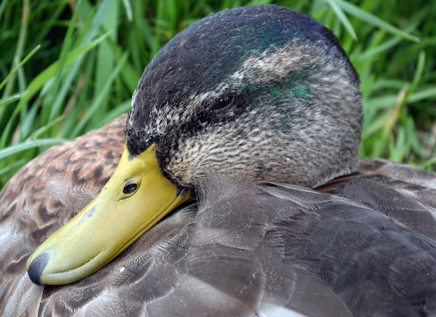 Primo piano della faccia di un'anatra contro un'erba verde