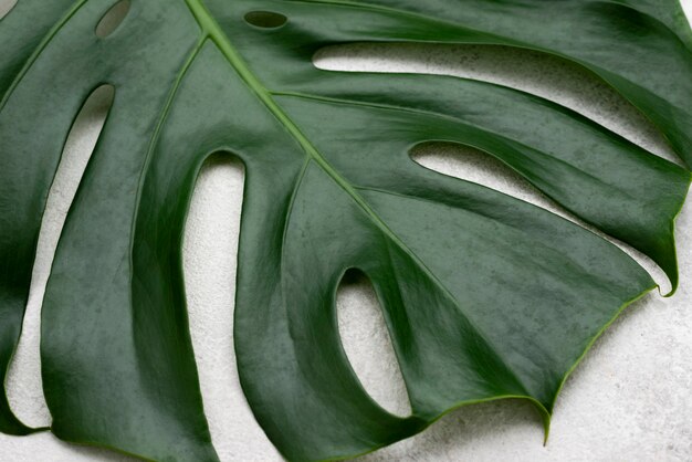 Primo piano della foglia di monstera