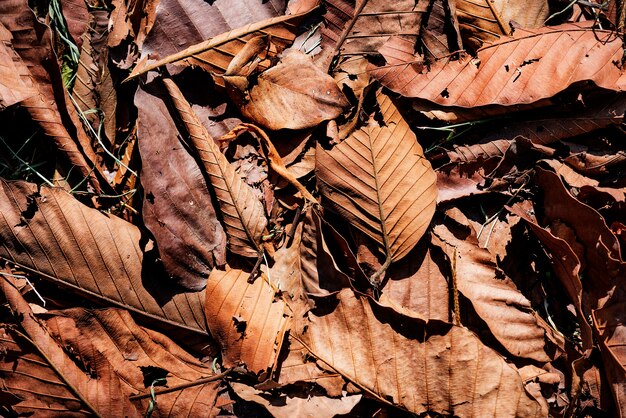 Primo piano della foglia secca in autunno