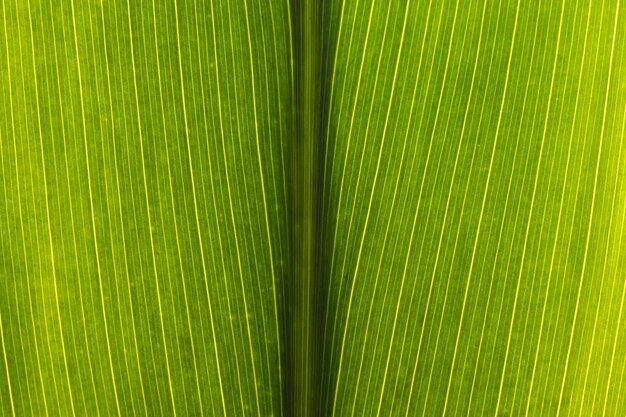 Primo piano della foglia verde