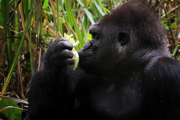 Primo piano della gorilla dalla vista laterale