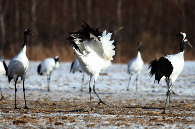 Primo piano della gru dal collo nero sul terreno coperto di neve a Hokkaido in Giappone