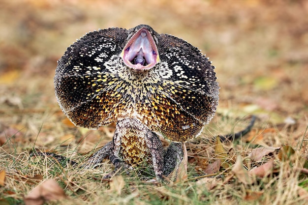 Primo piano della lucertola dal collo arricciato Faccia arrabbiata della lucertola dal collo arricciato