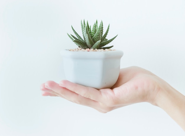 Primo piano della mano che tiene un vaso con un cactus