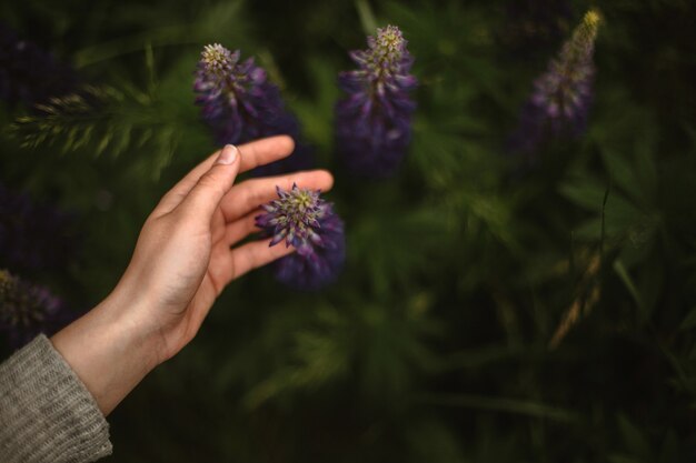 Primo piano della mano che tocca l'affascinante fiore di lupino viola selvatico