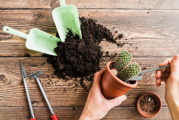 Primo piano della mano della donna che pianta la pianta del cactus sullo scrittorio di legno