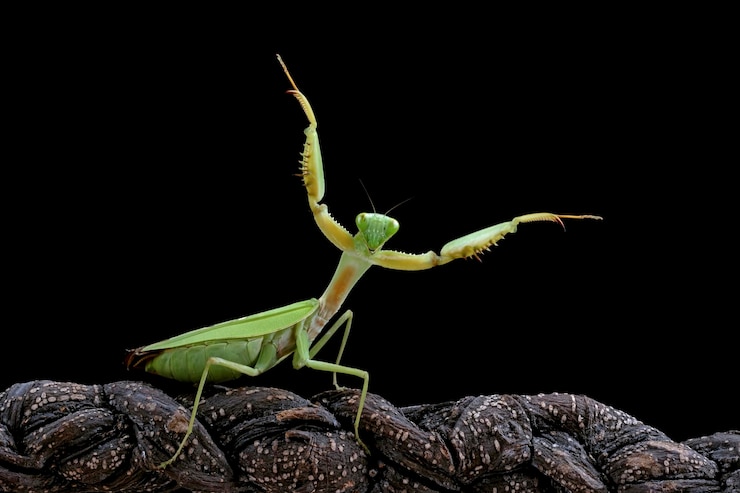 Foto gratuito primo piano della mantide dello scudo gigante con posizione di autodifesa sul ramo