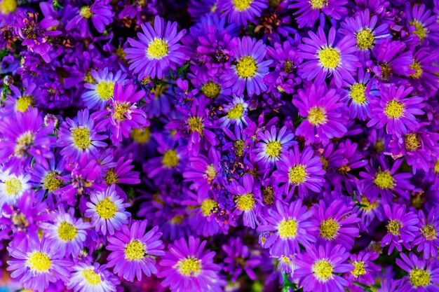 Primo piano della margherita viola con texture di sfondo