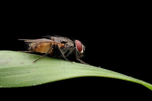 Primo piano della mosca domestica su foglie verdi Primo piano della mosca domestica su sfondo isolato