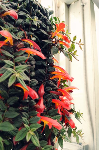 Primo piano della pianta d'attaccatura dei fiori Petaled arancio