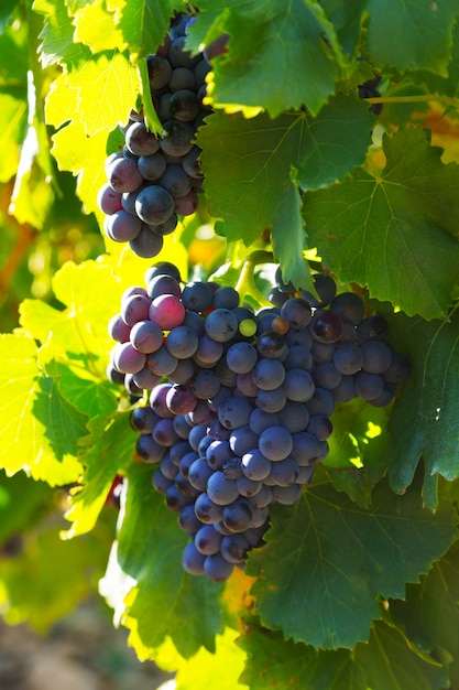 Primo piano della pianta dei vigneti