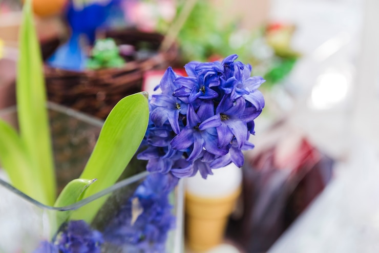 Foto gratuito primo piano della pianta del fiore del giacinto nel vetro