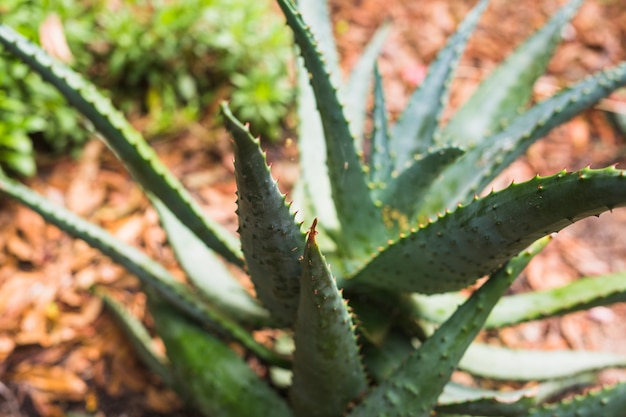 Primo piano della pianta di cactus agave