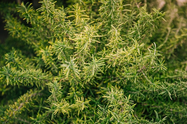 Primo piano della pianta fresca delle foglie verdi