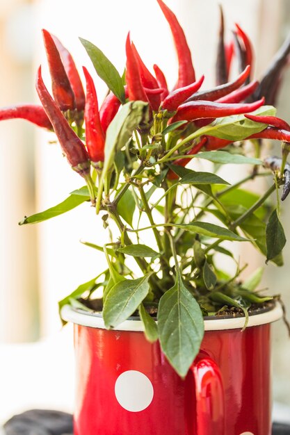 Primo piano della pianta in vaso di peperoncino rosso fresco