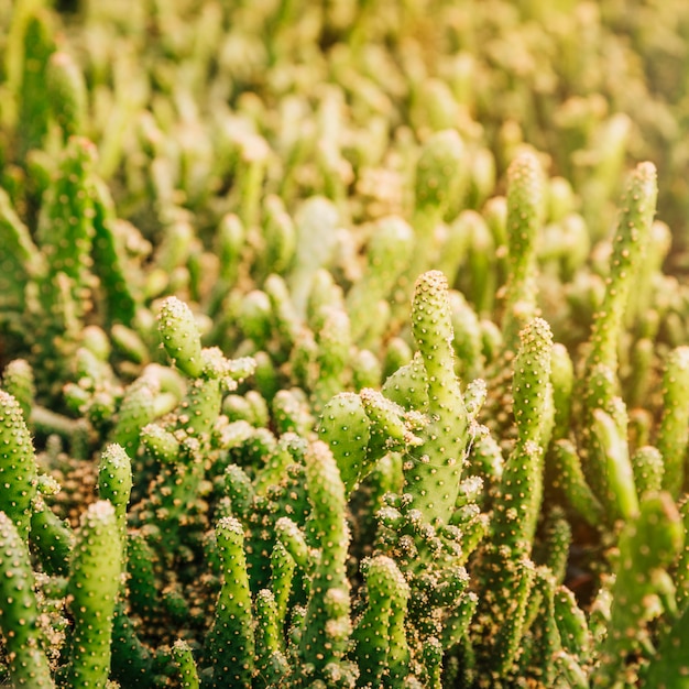 Primo piano della pianta verde del cactus al sole