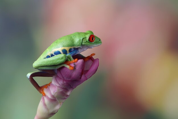 Primo piano della raganella dagli occhi rossi sulle foglie verdi Primo piano della raganella dagli occhi rossi Agalychnis callidryas sul ramo