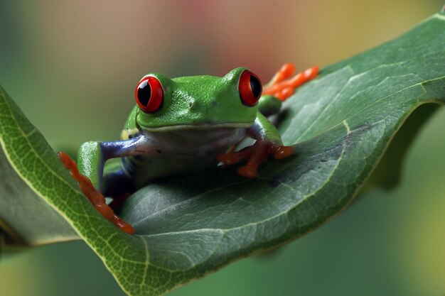 Primo piano della raganella dagli occhi rossi sulle foglie verdi Primo piano della raganella dagli occhi rossi Agalychnis callidryas sul ramo