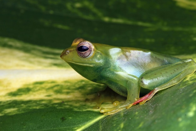 Primo piano della raganella di giada sulle foglie verdi Raganella indonesiana Rhacophorus dulitensis o primo piano della raganella di giada