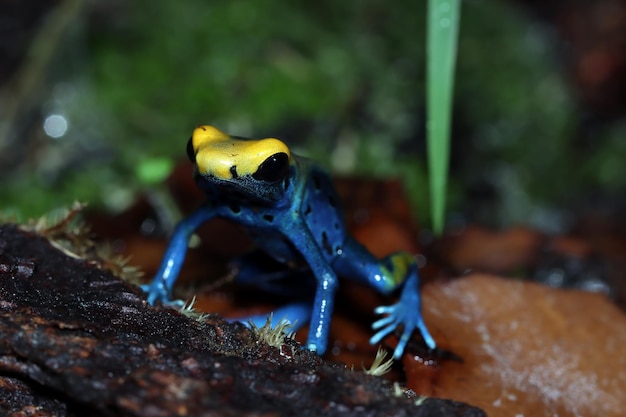 Primo piano della rana del dardo del veleno dendrobates tinctorius patricia