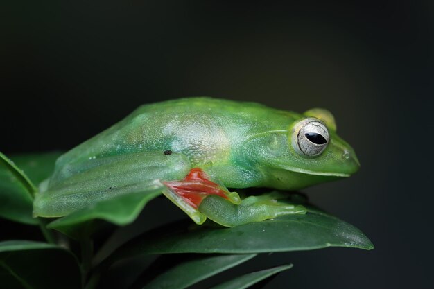 Primo piano della rana dell'albero di giada su foglie verdi Primo piano della rana dell'albero indonesiano Rhacophorus dulitensis o della rana dell'albero di giada