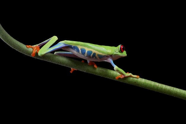 Primo piano della rana di albero dagli occhi rossi Agalychnis callidryas o primo piano degli occhi rossi