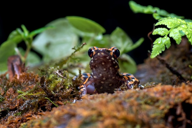 Primo piano della rana di Hylarana signata Rana di albero indonesiana