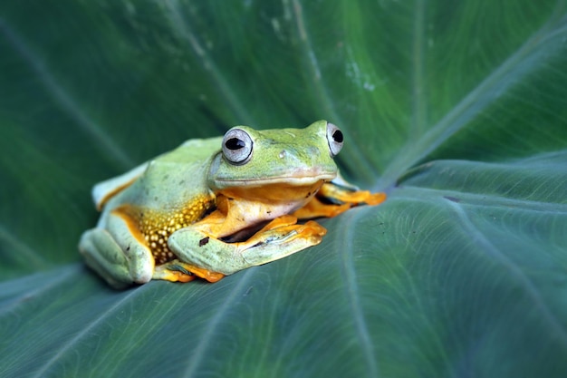 Primo piano della rana volante sulle foglie verdi