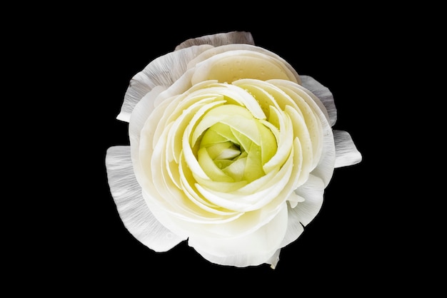 Primo piano della rosa bianca di fioritura