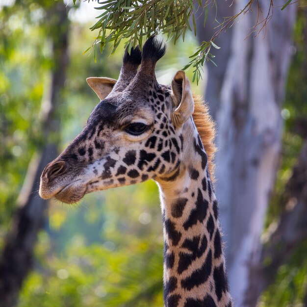 Primo piano della testa della giraffa su uno sfondo verde in una giornata di sole