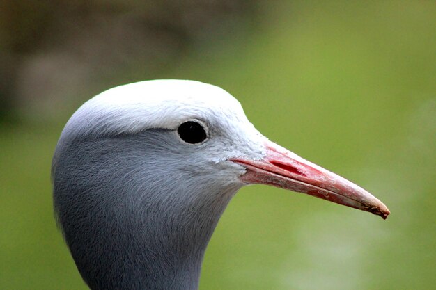 Primo piano della testa di un uccello