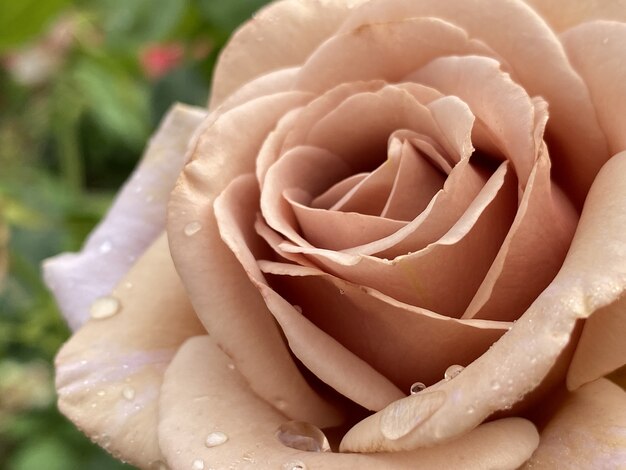 Primo piano della testa di una bella rosa rosa