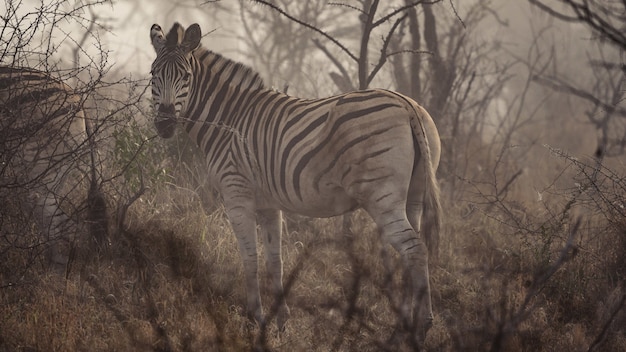 Primo piano della zebra in Sud Africa