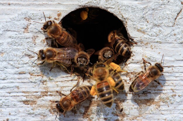 Primo piano delle api da miele che volano fuori da un buco in una superficie di legno sotto la luce del sole durante il giorno