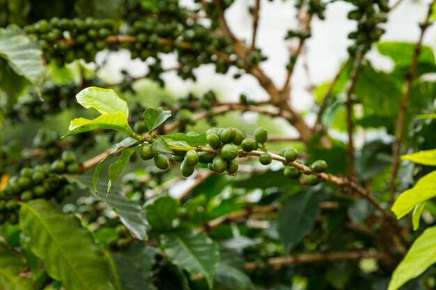Primo piano delle ciliege di caffè non mature che crescono sull'albero