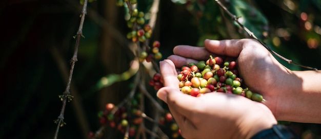 Primo piano delle mani dell'agricoltore che tengono bacche fresche di caffè arabica in una piantagione di caffè Agricoltore che raccoglie chicchi di caffè nell'agricoltura di processo del caffè